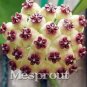 Flower Bonsai Hoya Kerrii Bonsai (December Orchid) 200 Seeds