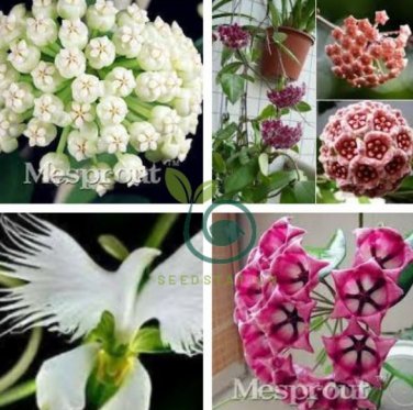 Flower Bonsai Hoya Kerrii Bonsai (December Orchid) Family Bonsai Garden 200 Seeds