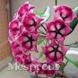 Flower Bonsai Hoya Kerrii Bonsai (December Orchid) Family Bonsai Garden 200 Seeds