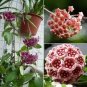 Flower Bonsai Hoya Kerrii Bonsai (December Orchid) Family Bonsai Garden 200 Seeds