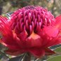 TELOPEA SPECIOSISSIMA New South Wales Waratah Flower 4 Seeds
