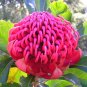 TELOPEA SPECIOSISSIMA New South Wales Waratah Flower 4 Seeds