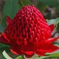 TELOPEA SPECIOSISSIMA New South Wales Waratah Flower 4 Seeds
