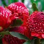 TELOPEA SPECIOSISSIMA New South Wales Waratah Flower 4 Seeds