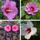 Hibiscus syriacus, Althaea, Rose Mallow Ketmie 200 Seeds