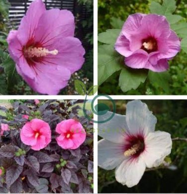 Hibiscus syriacus, Althaea, Rose Mallow Ketmie 200 Seeds