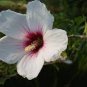 Hibiscus syriacus, Althaea, Rose Mallow Ketmie 200 Seeds