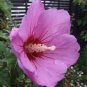 Hibiscus syriacus, Althaea, Rose Mallow Ketmie 200 Seeds