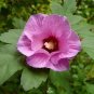 Hibiscus syriacus, Althaea, Rose Mallow Ketmie 200 Seeds