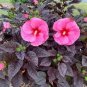 Hibiscus syriacus, Althaea, Rose Mallow Ketmie 200 Seeds