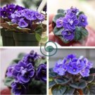 African Violet Blue Blazes 200 Seeds