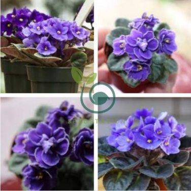 African Violet Blue Blazes 200 Seeds