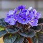 African Violet Blue Blazes 200 Seeds
