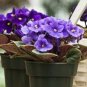 African Violet Blue Blazes 200 Seeds