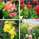 Canna Seeds Plants Indoor Outdoor Pot Flower 20 Seeds