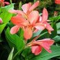 Canna Seeds Plants Indoor Outdoor Pot Flower 20 Seeds