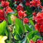Canna Seeds Plants Indoor Outdoor Pot Flower 20 Seeds