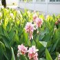 Canna Seeds Plants Indoor Outdoor Pot Flower 20 Seeds
