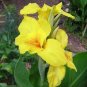 Canna Seeds Plants Indoor Outdoor Pot Flower 20 Seeds