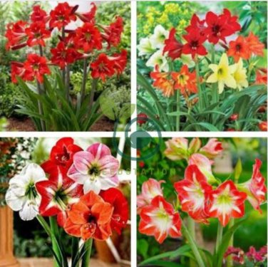 Mixed 5 Colors Amaryllis 200 Seeds