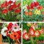 Mixed 5 Colors Amaryllis 200 Seeds