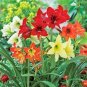 Mixed 5 Colors Amaryllis 200 Seeds