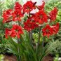 Mixed 5 Colors Amaryllis 200 Seeds