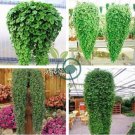 Dichondra Bonsai Emerald Falls Multi Leafed Grass Bonsai Green 200 Seeds