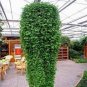 Dichondra Bonsai Emerald Falls Multi Leafed Grass Bonsai Green 200 Seeds