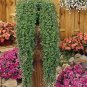 Dichondra Bonsai Emerald Falls Multi Leafed Grass Bonsai Green 200 Seeds
