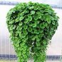 Dichondra Bonsai Emerald Falls Multi Leafed Grass Bonsai Green 200 Seeds