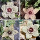 Plants Stapelia Pulchella Plant Perennial Flower 240 Seeds