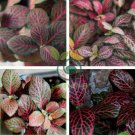 Fittonia verschaffeltii 200 Seeds