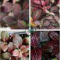 Fittonia verschaffeltii 200 Seeds