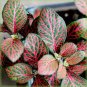Fittonia verschaffeltii 200 Seeds