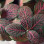 Fittonia verschaffeltii 200 Seeds