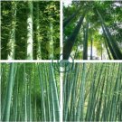 Easy Grow Fresh Giant Moso Bamboo bonsais 100 Seeds