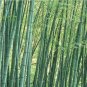 Easy Grow Fresh Giant Moso Bamboo bonsais 100 Seeds