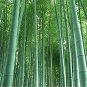 Easy Grow Fresh Giant Moso Bamboo bonsais 100 Seeds