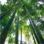 Easy Grow Fresh Giant Moso Bamboo bonsais 100 Seeds