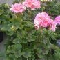 Geranium Planting Bonsai Flower Plants 200 Seeds