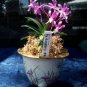 Rare Plants Neofinetia Falcata 200 Seeds