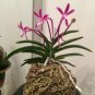 Rare Plants Neofinetia Falcata 200 Seeds