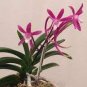 Rare Plants Neofinetia Falcata 200 Seeds