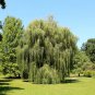 Salix babylonica Giant Tree Willow Tree 200 Seeds
