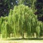 Salix babylonica Giant Tree Willow Tree 200 Seeds