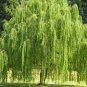 Salix babylonica Giant Tree Willow Tree 200 Seeds