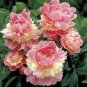 Double Blooms Peony Heirloom Sorbet Robust Paeonia Bonsai Flower 40 Seeds