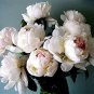 Double Blooms Peony Heirloom Sorbet Robust Paeonia Bonsai Flower 40 Seeds