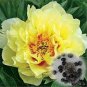 Double Blooms Peony Heirloom Sorbet Robust Paeonia Bonsai Flower 40 Seeds